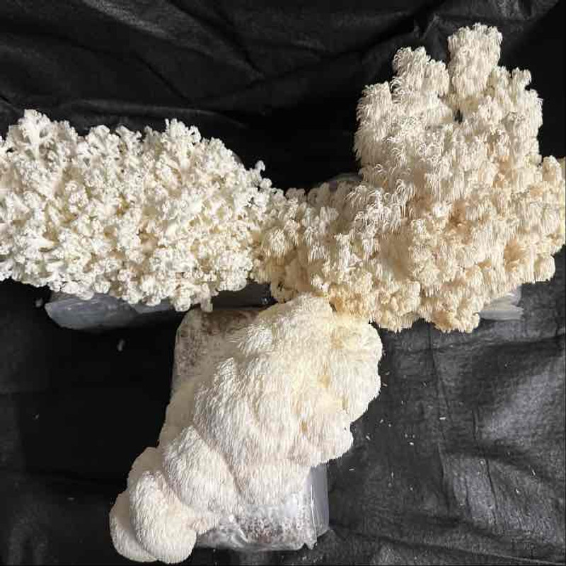 Hericium: Lion's Mane, Coral Tooth, & Comb Tooth