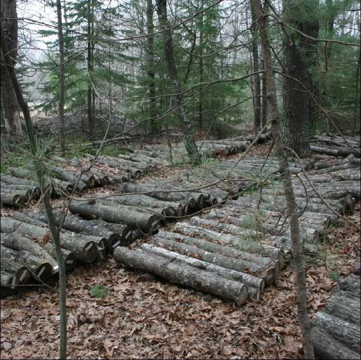 How should I stack mushroom logs after inoculating? 