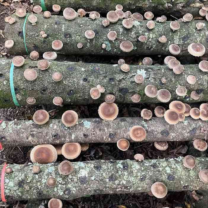 Citizen Science | Mushroom Cultivation on Honey Locust