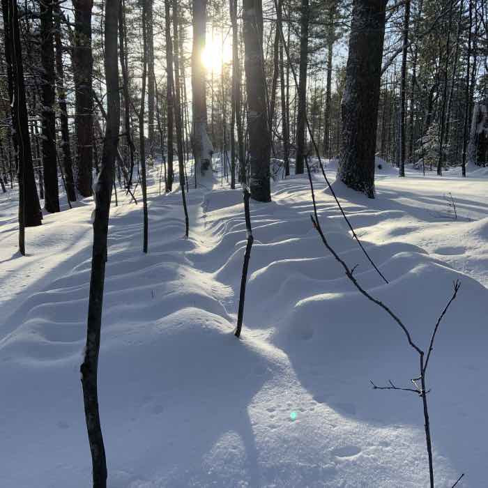 Why Snow is Good for Mushroom Logs