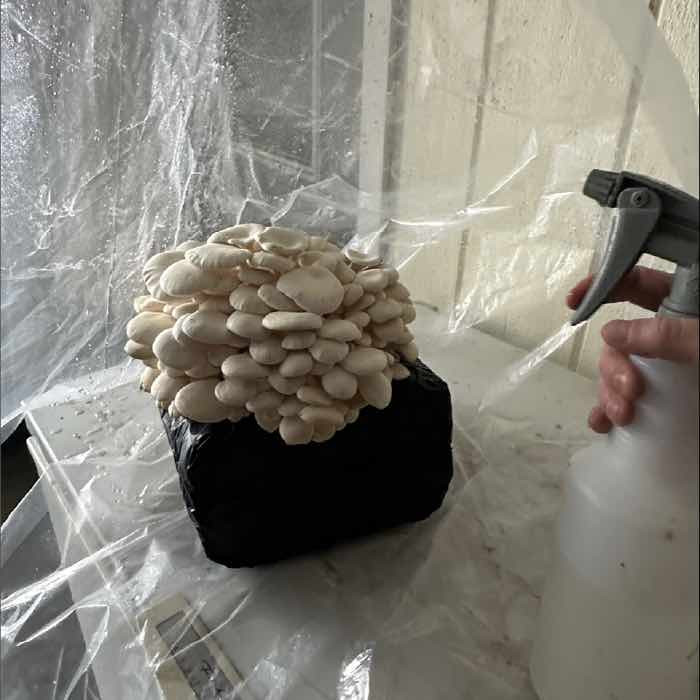 Low Cost Tips for Maintaining Humidity & Light for Mushrooms