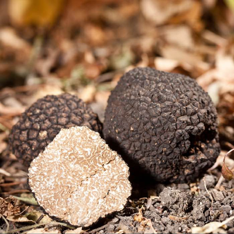 A Beginner's Guide to Growing Truffles A Beginner's Guide to Growing Truffles