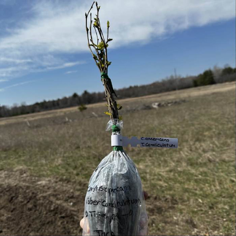 Planting a Truffle Orchard | First Season Takeaways