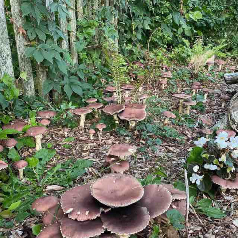 How to Plant a Wine Cap Mushroom Bed In Fall for a Spring Harvest