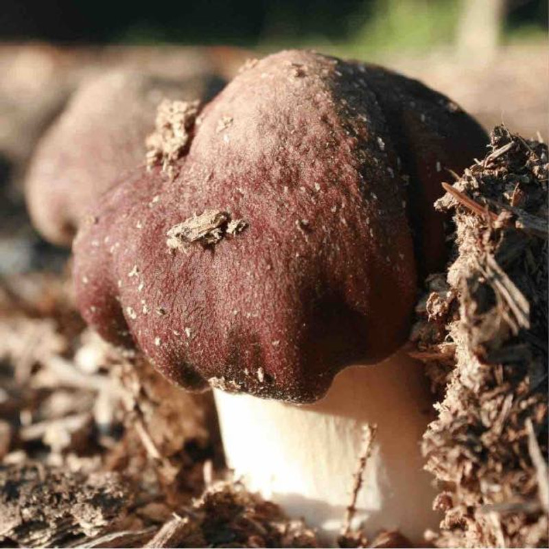 Which Wood Chips to use for Wine Cap Mushrooms Which Wood Chips to use for Wine Cap Mushrooms