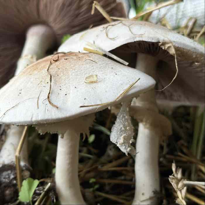 Four Stages to Watch for in your Almond Agaricus Bed