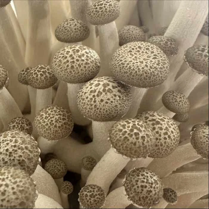 How to Grow Beech Mushrooms at Home