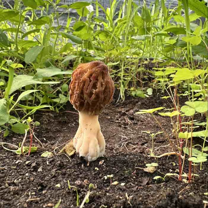 Can Morel Mushrooms really be cultivated?