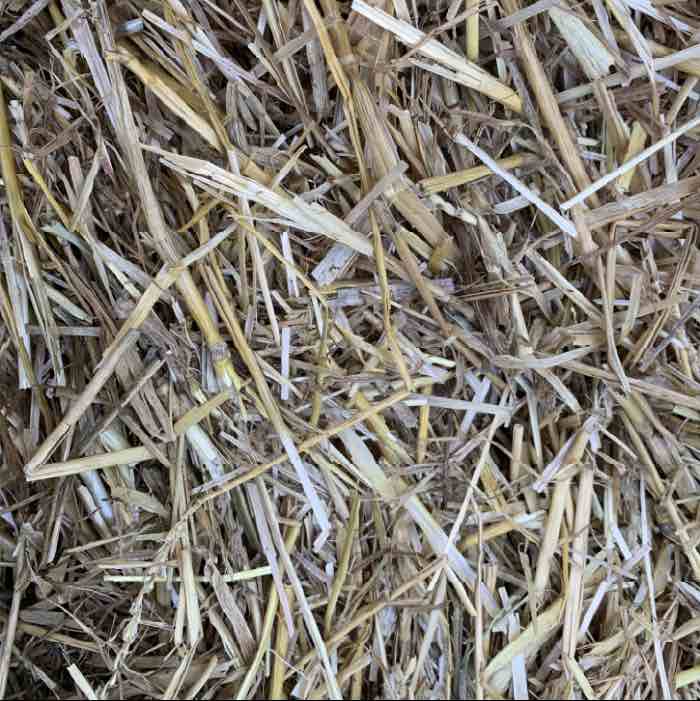 Choosing Straw for Oyster Mushroom Cultivation