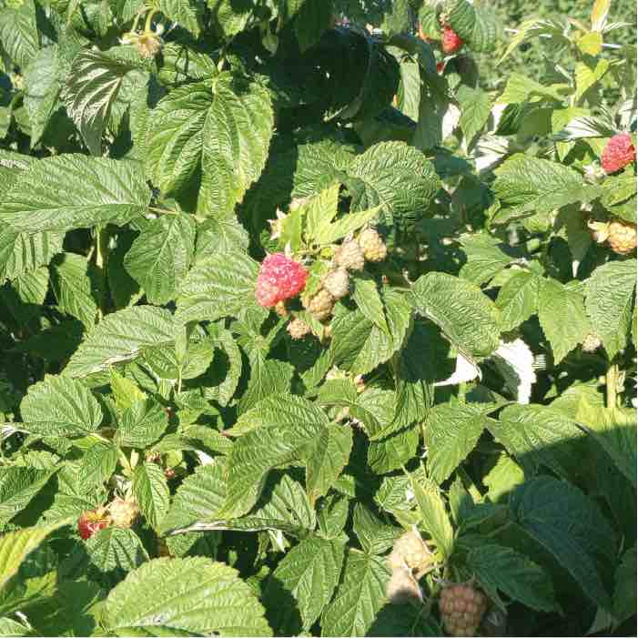Citizen Science: Using Wine Cap to Remediate Infected Raspberry Plants