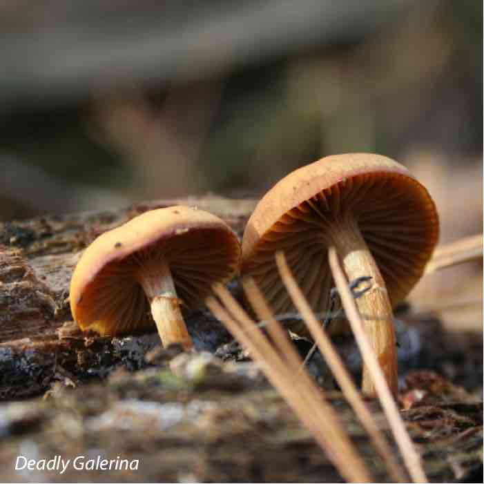 Frightfully Tricky Forest Fungi