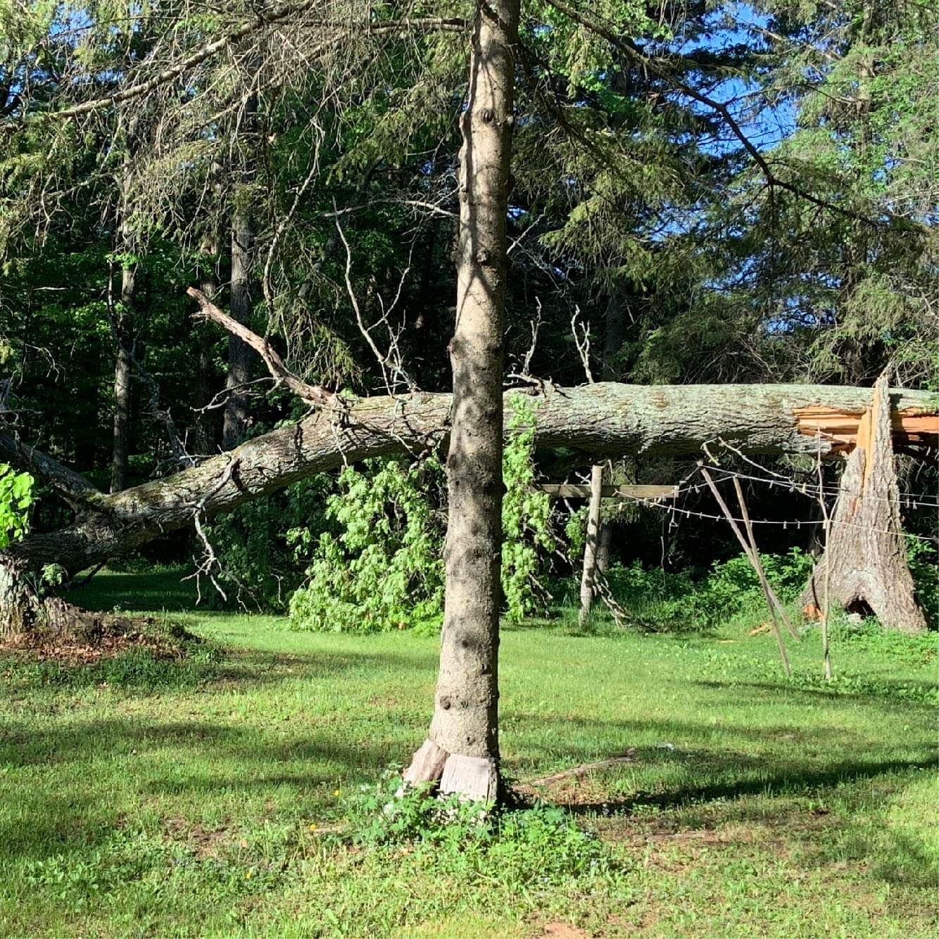 Can I Grow Mushrooms on Wood that Comes Down in Summer?