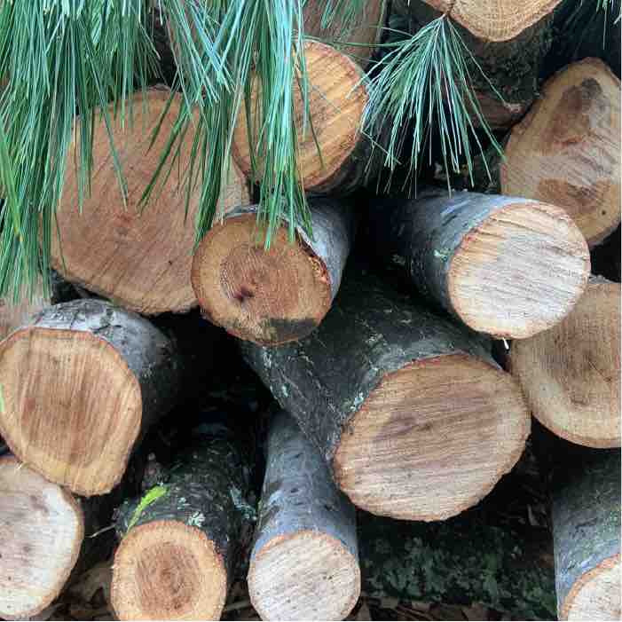 6 Places to Sustainably Source Wood for Mushroom Logs