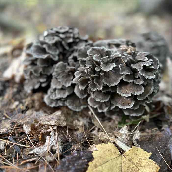 Growing Maitake on Logs | Log Pretreatment Options