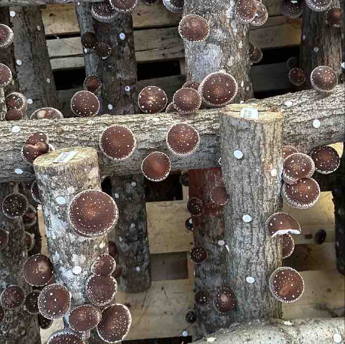 Jumpstarting Your Mushroom Log Inoculation Indoors