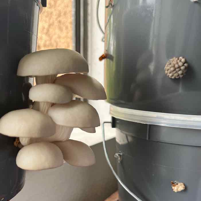 What to do with a "Spent" Mushroom Kit?