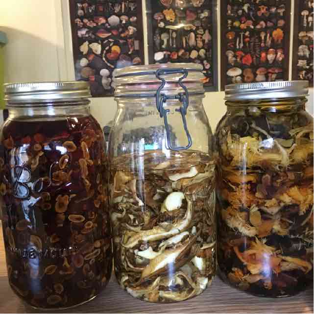 How to Make a Mushroom Tincture | A Step-by-Step Guide