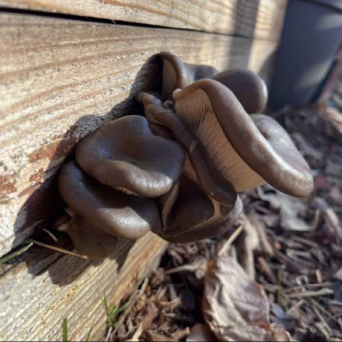 Using Mushrooms in Hugelkultur