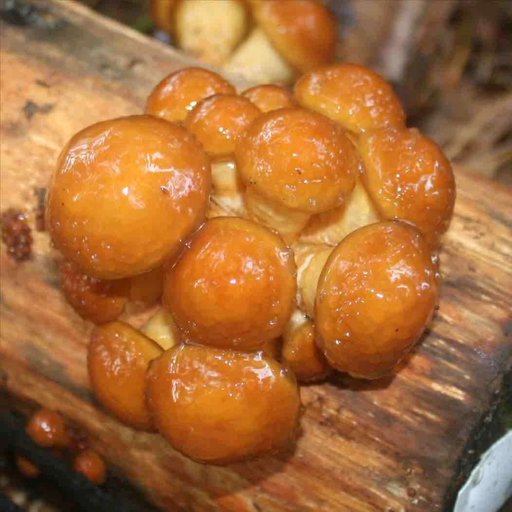 Growing Nameko Mushrooms at Home