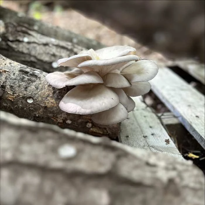 When will my mushrooms logs start producing?