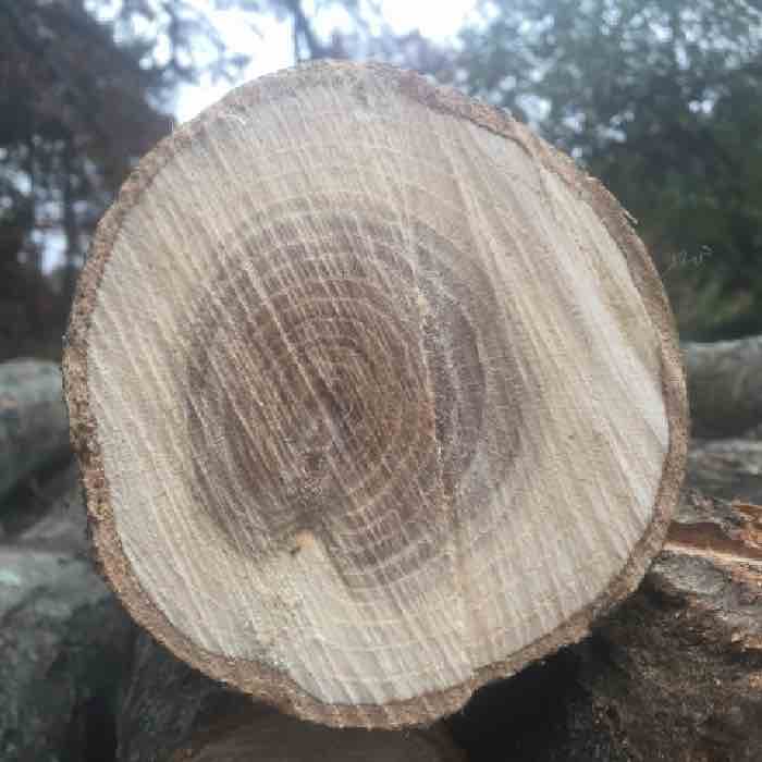 Are my Logs Healthy? Three Checks Before you Inoculate.
