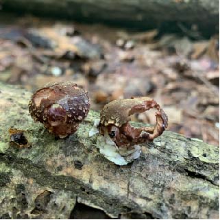 Chemical-Free Slug Control