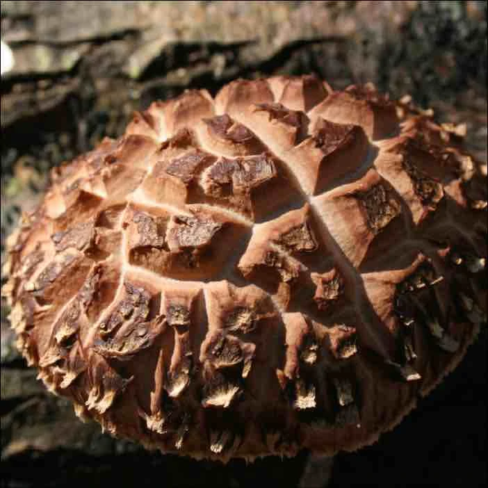 Are these shiitake? | Spring Donko Shiitake