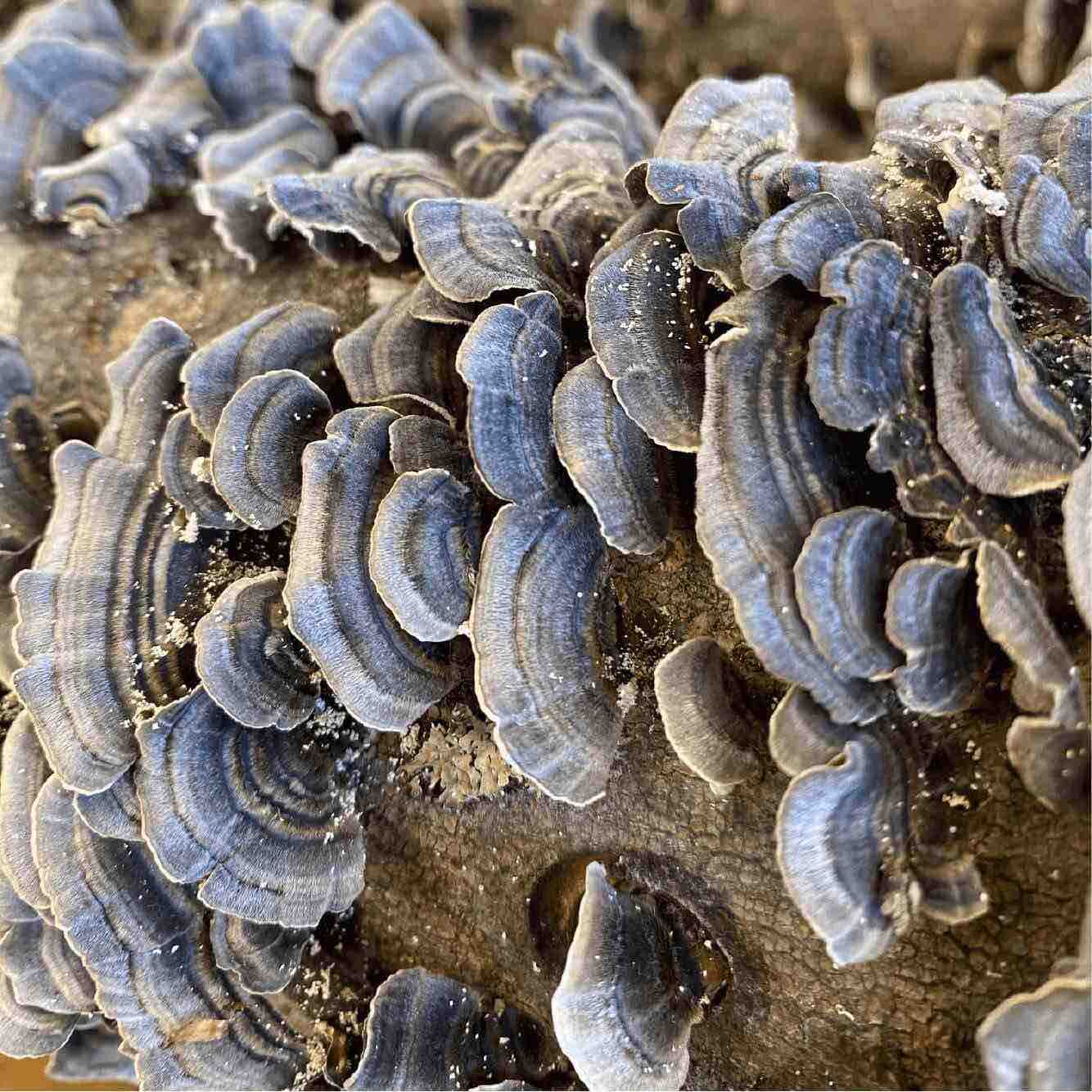 Turkey Tail Mushroom Identification Tips