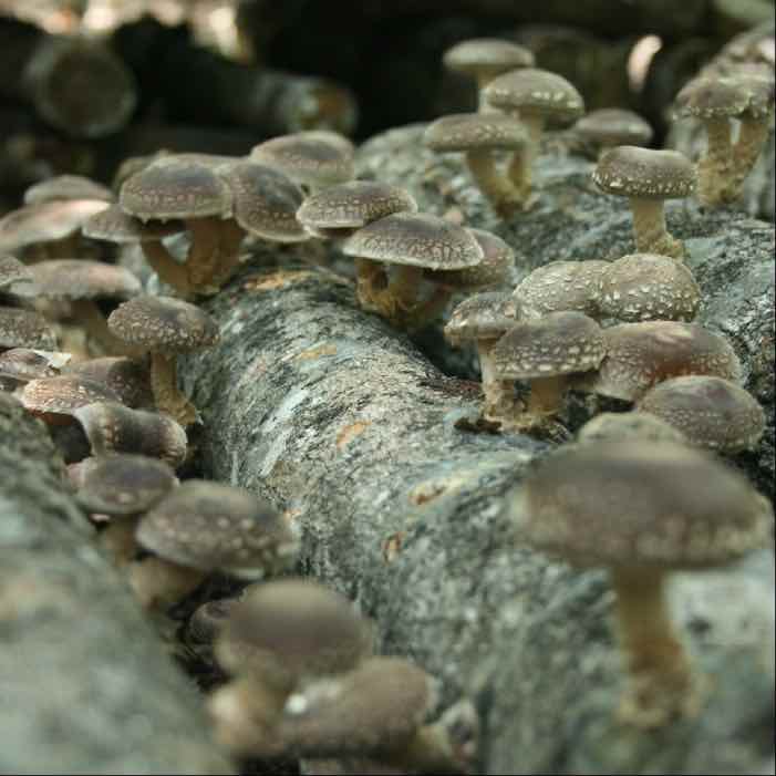 Tips to Keep Mushrooms Cool, When Temps are Hot