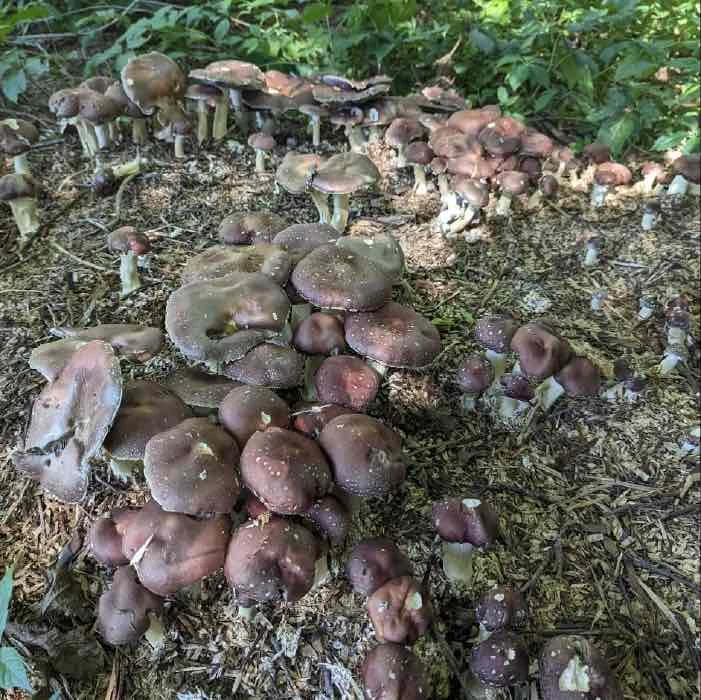 Citizen Science | What can I grow on Bradford Pear?