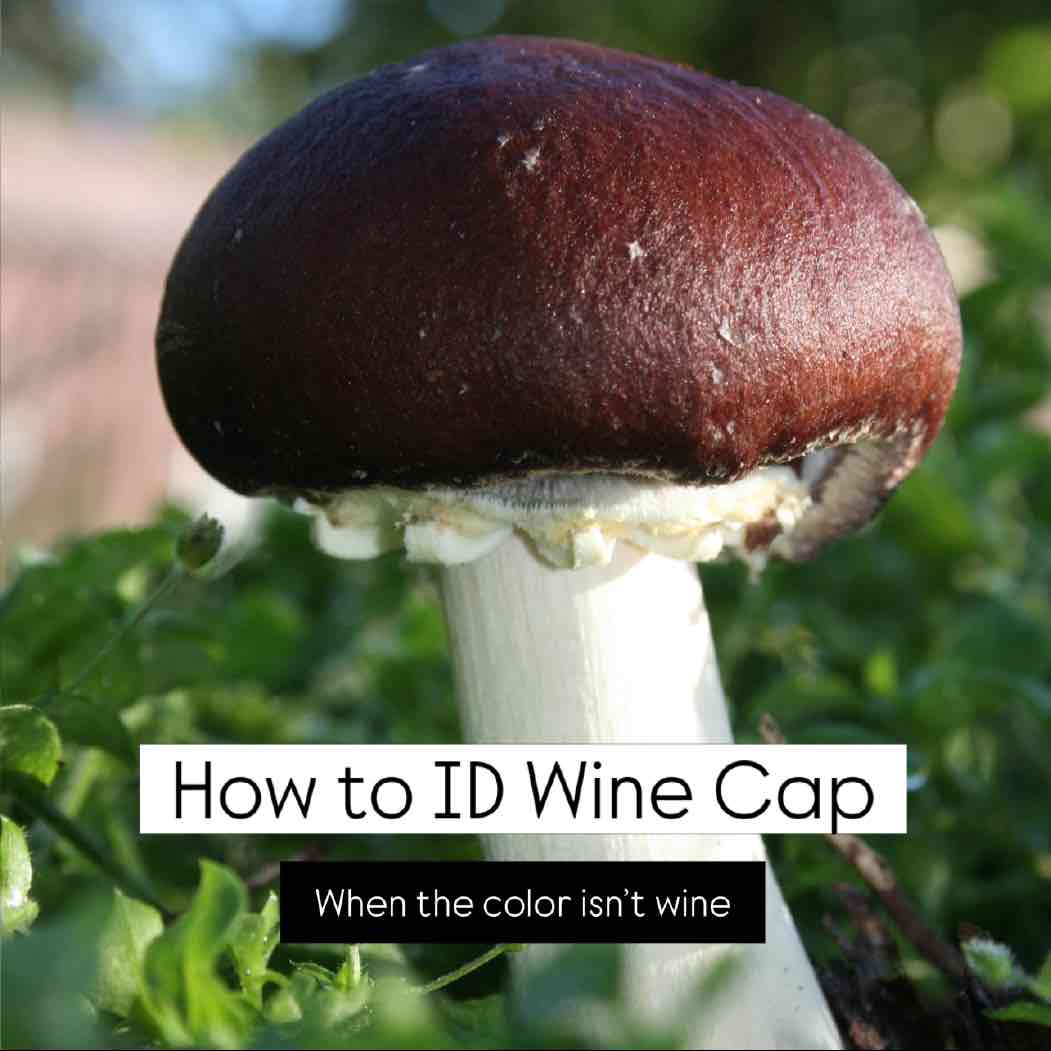 How to ID Wine Cap Stropharia