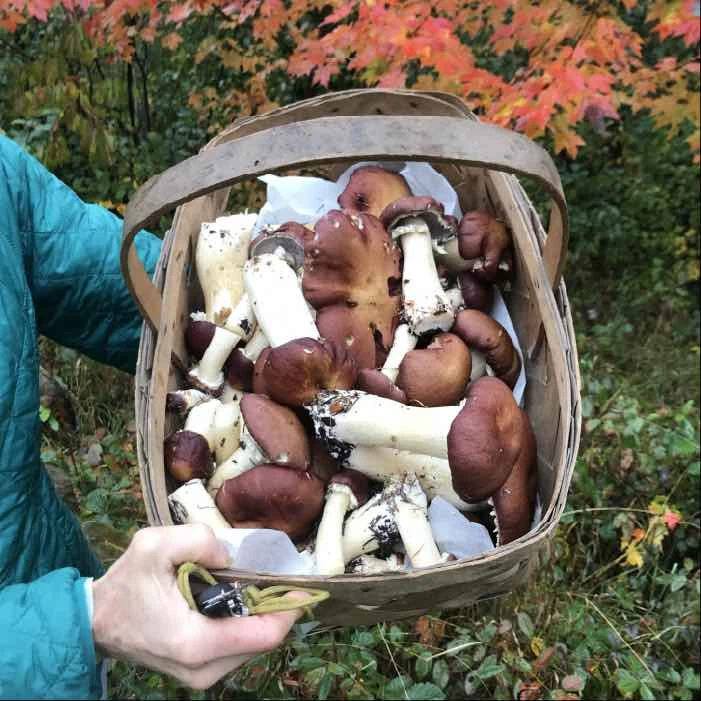 What Mushrooms Can I Start Growing in Fall?