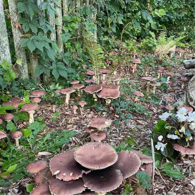 How to Plant a Wine Cap Mushroom Bed In Fall for a Spring Harvest