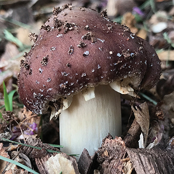 Rebuilding Soil Using Wine Cap Stropharia Mushroom Mycelium