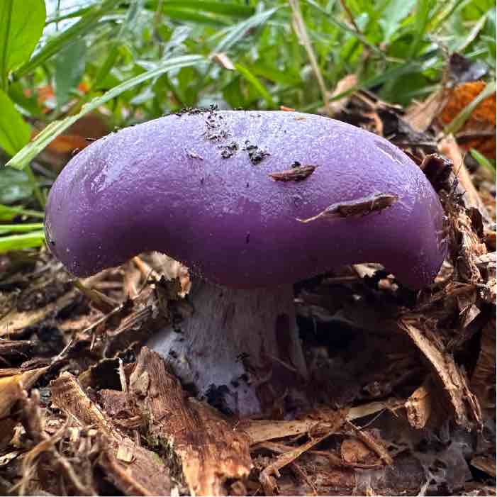 Wood Blewit - Growing & Identification