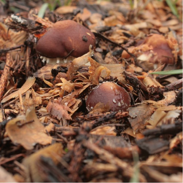 6 Places to Source Wood Chips for Wine Cap Cultivation