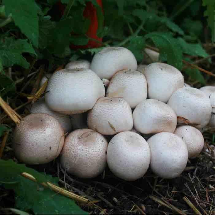 almond agaricus growing in greenhouse
