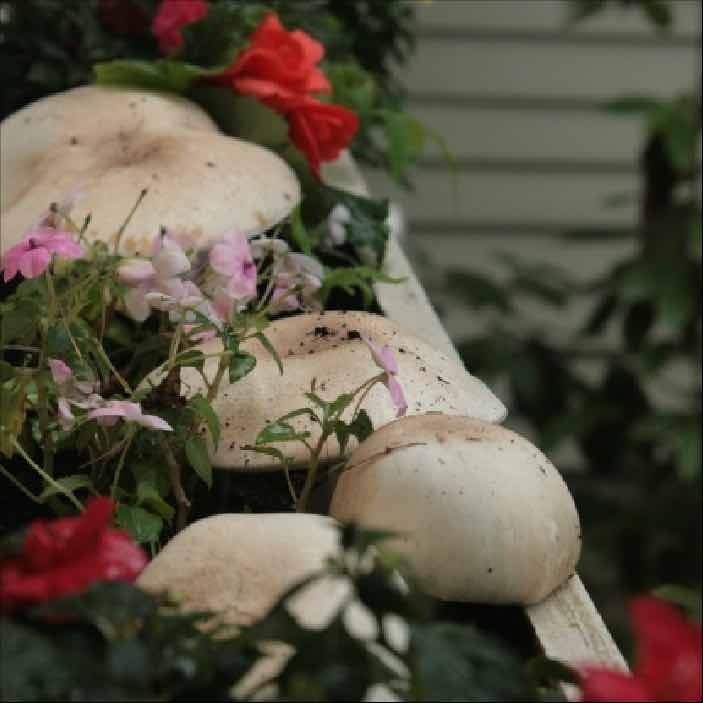 almond portobello in a flower box