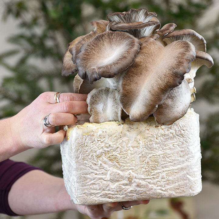 black pearl oyster mushrooms