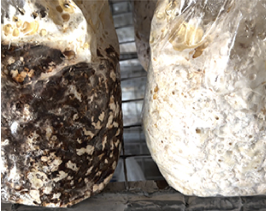 shiitake block color