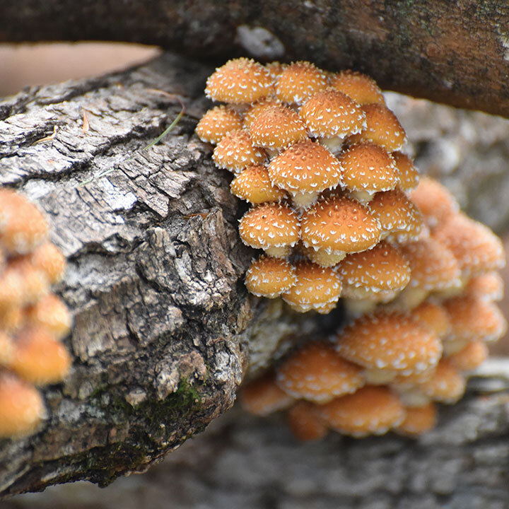 chestnut-mushrooms-plug-sawdust-spawn-2.jpg