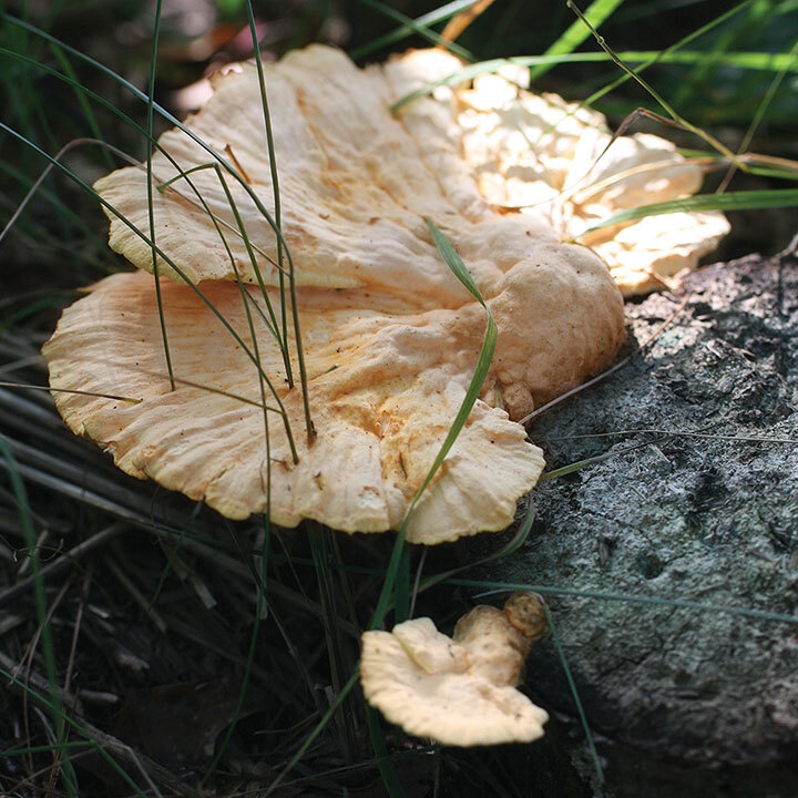 chicken of the woods on a log