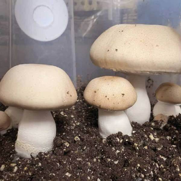 almond portobello growing in cvg substrate