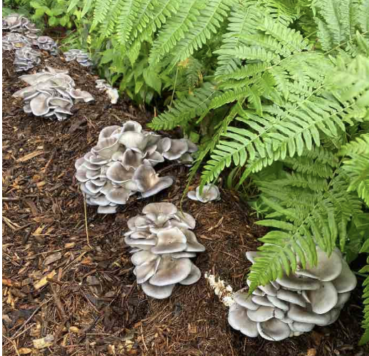 grey dove oyster ready to bury block bed