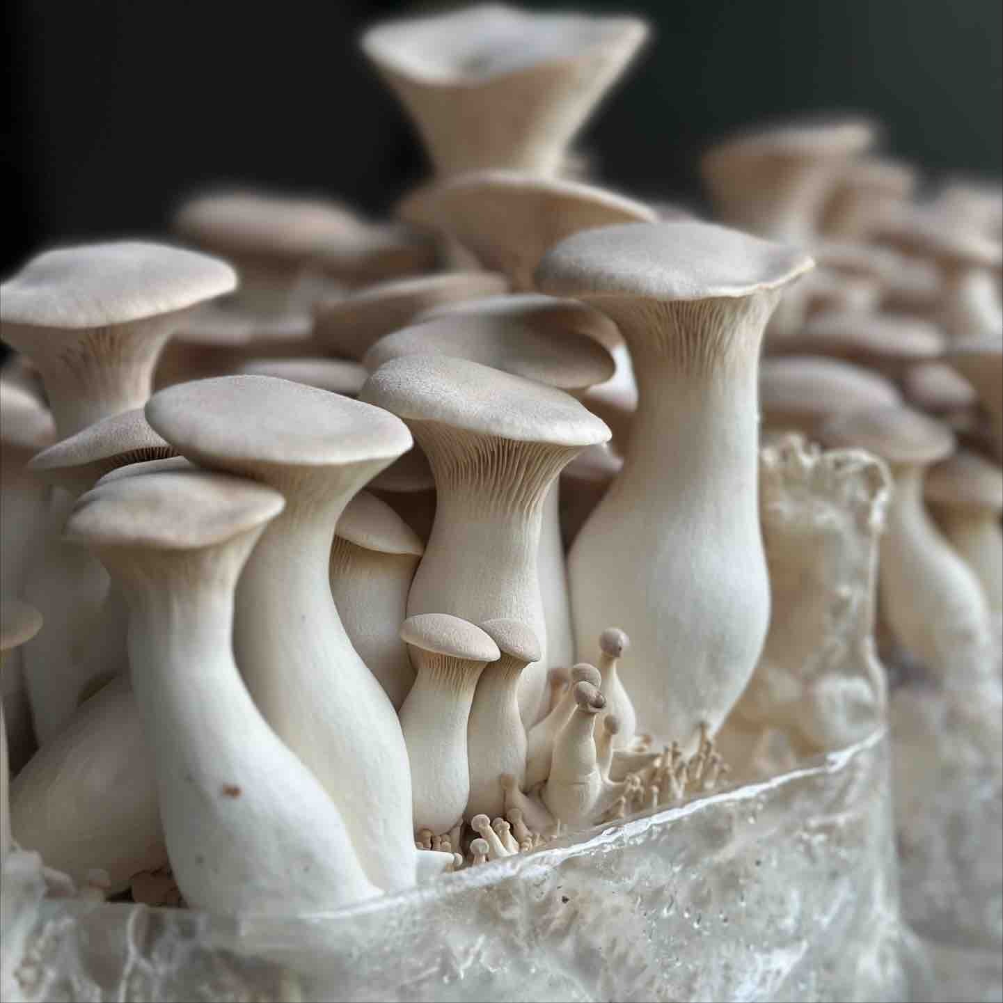 king oyster mushrooms