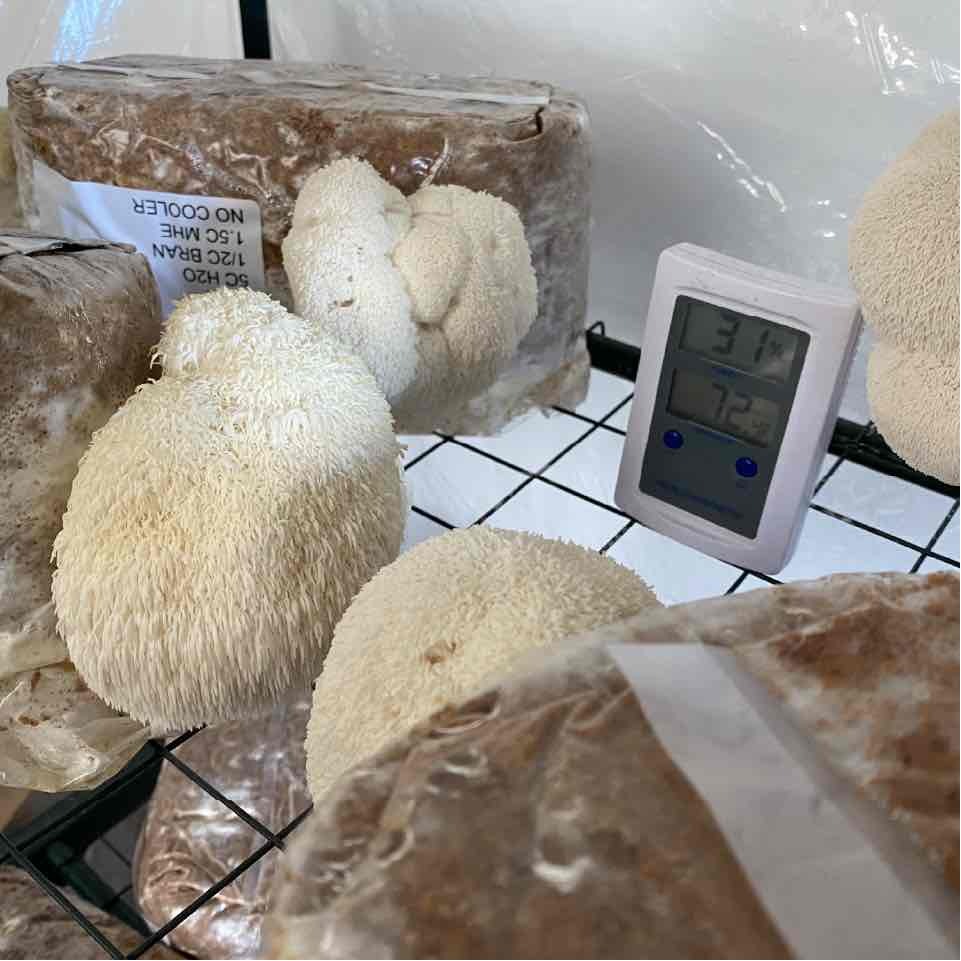 lion's mane low tech grow blocks