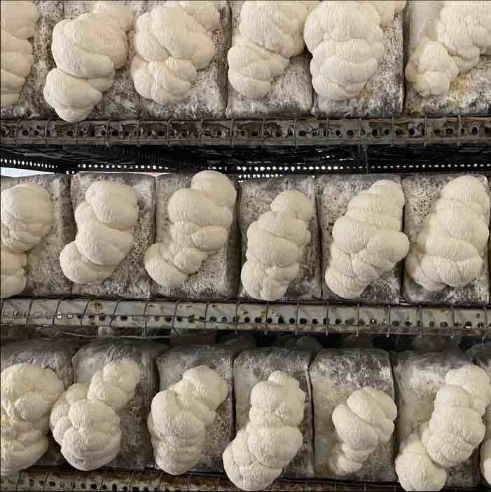 lion's mane mushrooms growing on blocks