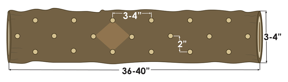 hericium on logs diagram