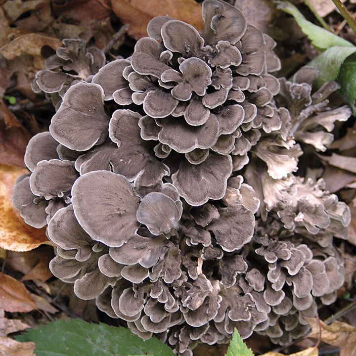 maitake mushroom