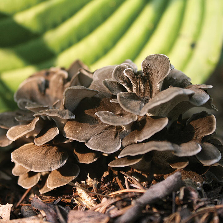 maitake on logs
